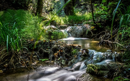 Stream - stream, nature, water, tree