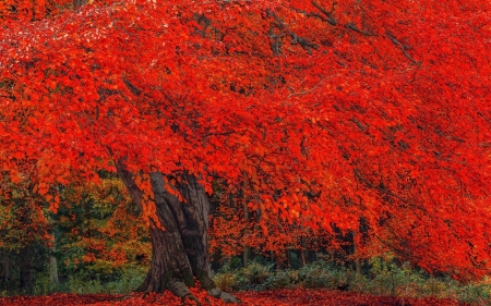 Autumn Forest - leaves, fall, autumn, trees