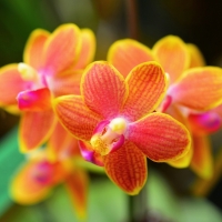 Orchids