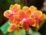 Orchids