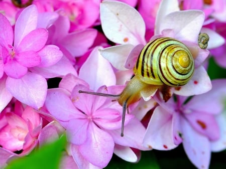 Snail on pink flowers - yellow, snail, pink, green, summer, flower