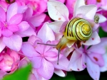 Snail on pink flowers