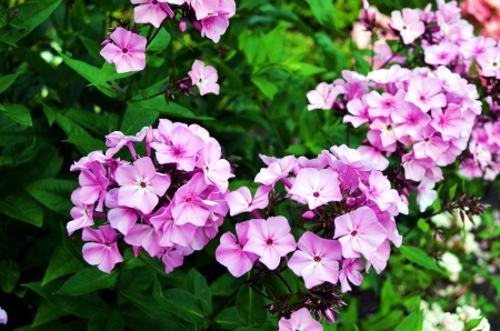 Phlox - blossoms, petals, leaves, garden, flower