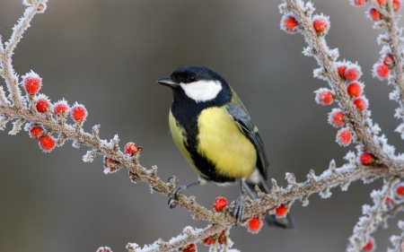 Little Bird - berries, branches, bird, snow