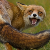 Attacked fox