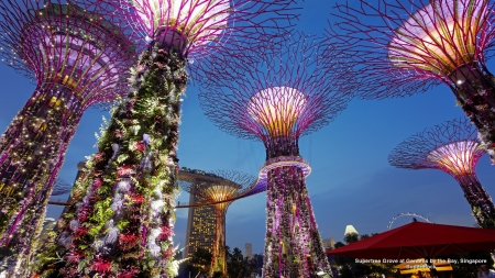 Supertree Grove Singapore - singapore, trees, asia, lights