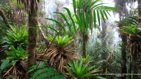 Sierre Nevada National Park Columbia - rain forest, south america, trees, columbia