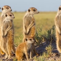 Meerkats