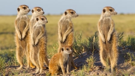 Meerkats - gang, families, desert, mammals, mongoose family, mob, clan, meerkats