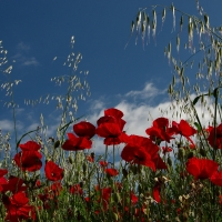 Poppy Field