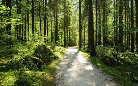 Paths VI. - landscape, way, wallpaper, summer, path, road, spring, nature, forest, scene