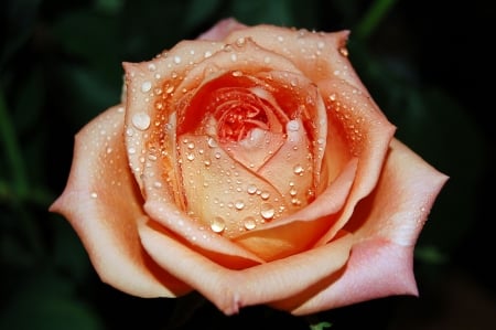 Rose - garden, petals, blossom, raindrops, color