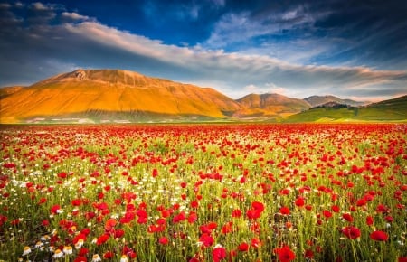 Umbria, Italy - blossoms, poppies, field, mountains, flower