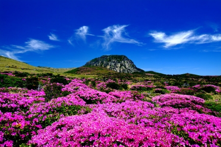 Jeju Island, South Korea - blossoms, landscape, color, pink, mountain, clowers