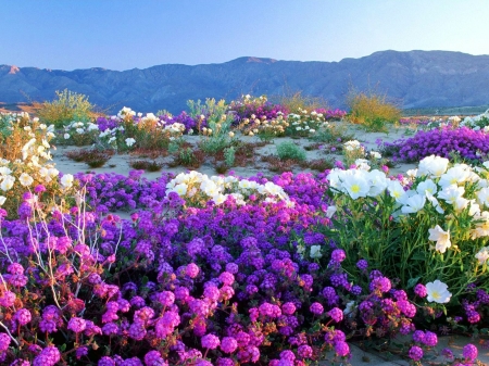 Anza Borrego Desert State-Park California - landscape, colors, mountains, flowers, usa