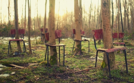 Chairs in trees - nature, chair, trees, photo