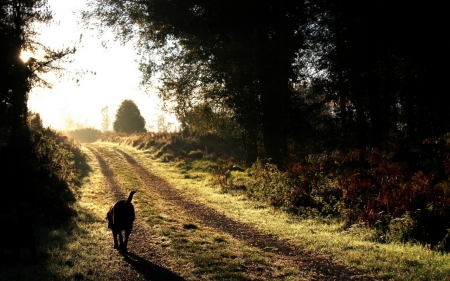 Walking Alone - nature, walking, alone, dog