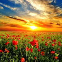 Poppy field against the sunset sky