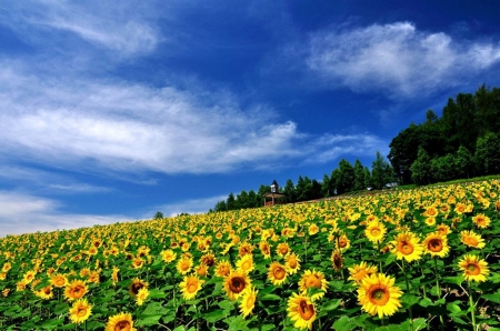 Sunflowers - yellow, blossoms, landscape, clouds, field