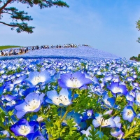 Hitachi Seaside Park