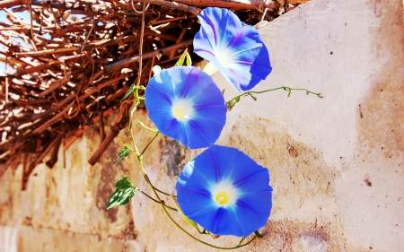 Blue Mallows - summer, color, blossoms, petals