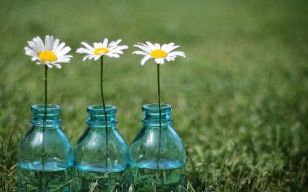 Daisies - blossoms, petals, water, bottles