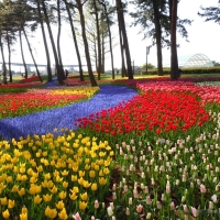 Hitachi Seaside Park