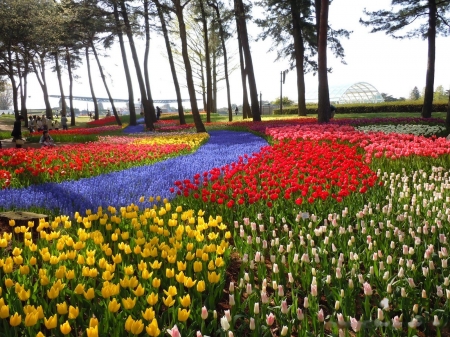 Hitachi Seaside Park - hyacinths, trees, yellow, red, blue, tulips, flowers, spring