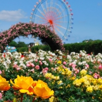 Hitachi Seaside Park