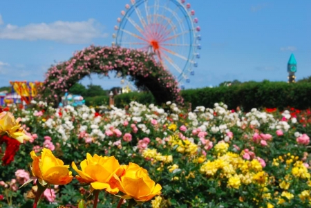 Hitachi Seaside Park - roses, blossoms, landscape, colors, rosebow