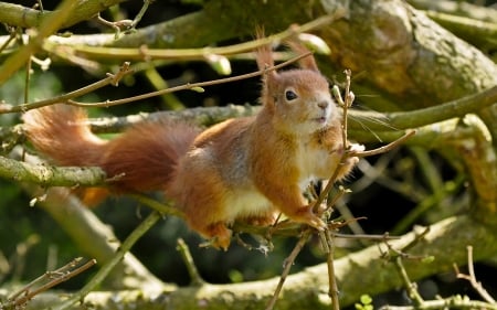 Squirrel - red, animal, squirrel, branch