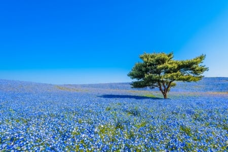 Landscape - summer, blue, green, landscape, field, flower, tree, sky