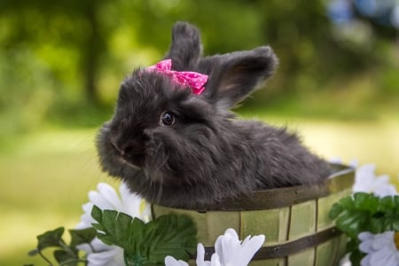 Black rabbit - rabbit, summer, flower, pink, bunny, iepure, sweet, black, rodent, green, cute, bucket, bow