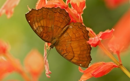 Butterfly - flowers, wings, leaf, nature