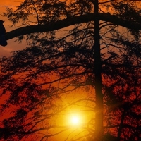 Solitary Bird and Sunset