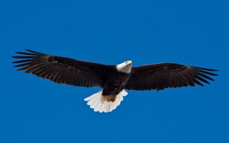 Bald Eagle - eagle, sky, animal, bird, flight