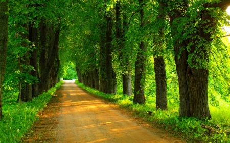 Forest Road - trees, branches, road, spring, leaves