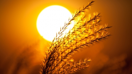 A Beautiful Sunset - plant, sky, sunset, sun