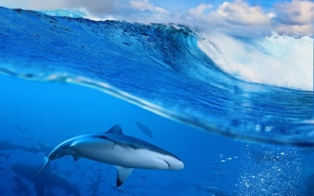 Shark - animal, water, ocean, shark