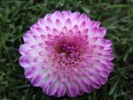 Lavender Dahlia