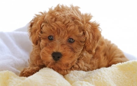 name ginger snap - loveable, cute, adorable, puppy