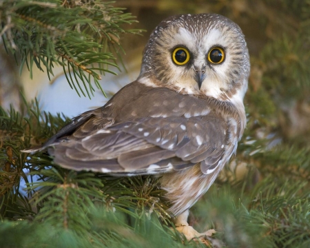 hootie the owl - owl, bird, eyes, wise