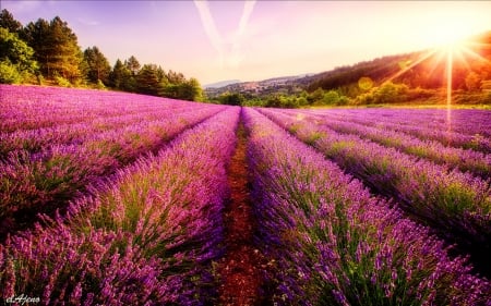 Lavender field - nature, sky, beautiful, clouds, summer, field, lavender