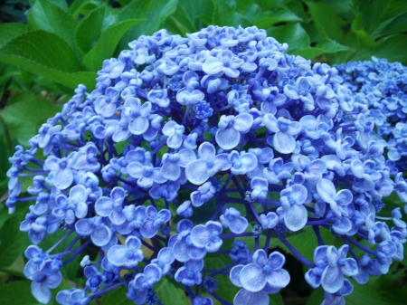 Blue Color - blossoms, garde, petals, leaves