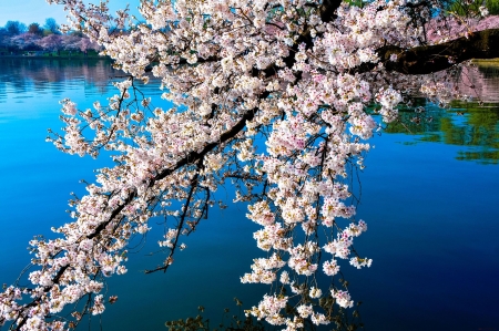 Spring Blossoms - twigs, water, cherry, lake, tree