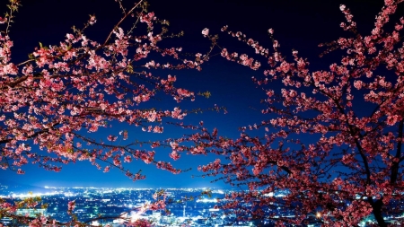 Cherry Blossoms, Tokyo, Japan - twigs, landscape, city, morning, tree