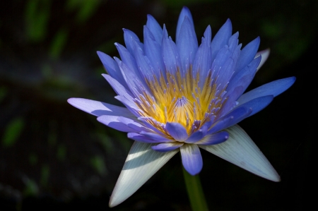 Blue Lotus - beauty, waterlily, petals, color, pond