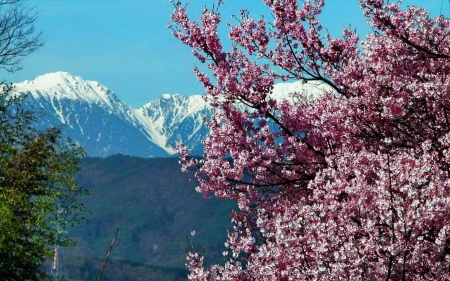 Cherry Blossoms - landscape, snow, tree, mountains, twigs, spring