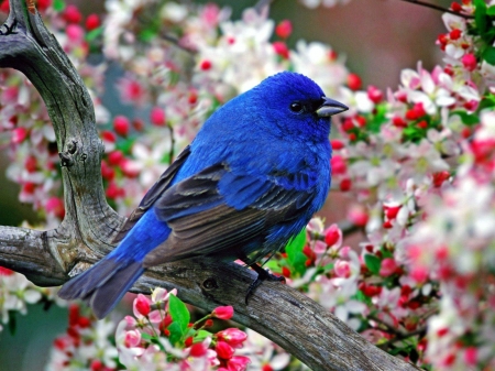 Blue Bird - garden, blossoms, spring, tree