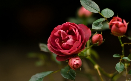 Roses - nature, rose, red, beautiful